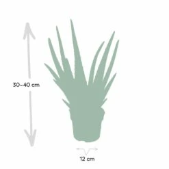 Aloe Vera - H30cm, ø12cm - Plante D'intérieur Succulente -AONA Gardena Magasin c62c5fdd3bcbbb2c