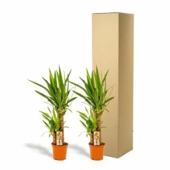 Yucca X2 - H90cm, ø17cm - Grandes Plantes D'intérieur 9 Yucca X2 - H90cm, ø17cm - Grandes Plantes D'intérieur -AONA Gardena Magasin c6d5abe3bceca92c
