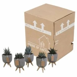 Gasteria, Haworthia Et Leurs Caches-pots, Box De 5 Plantes - H11cm, ø6,5cm - Plantes D'intérieur -AONA Gardena Magasin ca78553d44d0f269