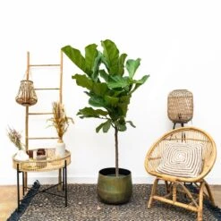 Ficus Lyrata Xl - H150cm, ø30cm - Très Grande Plante D'intérieur -AONA Gardena Magasin cbf3a6952e7e701c