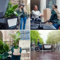 Rhipsalis Baccifera - H30cm, ø12cm - Plante D'intérieur Tombante -AONA Gardena Magasin d3a5bef6d9799bb3