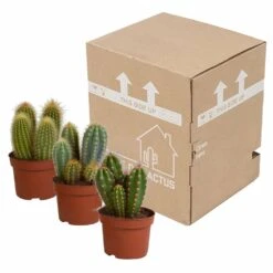 Cactus, Box De 3 Plantes - H15cm, ø10,5cm - Plantes D'intérieur -AONA Gardena Magasin d459fa507b1fa377