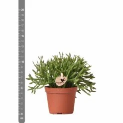 Rhipsalis Baccifera - H10cm, ø6cm - Plante D'intérieur -AONA Gardena Magasin d8a9a5d59c839e84