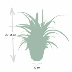 Chlorophytum - H25cm, ø12cm - Plante D'intérieur -AONA Gardena Magasin d954fc84ca9bd2b7