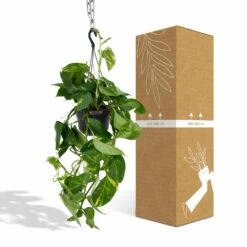 Epipremnum Aureum Scindapsus - H25cm, ø15cm - Plante D'intérieur Tombante 8 Epipremnum Aureum Scindapsus - H25cm, ø15cm - Plante D'intérieur Tombante -AONA Gardena Magasin db9b20f124efbe7d