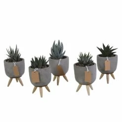 Gasteria, Haworthia Et Leurs Caches-pots, Box De 5 Plantes - H11cm, ø6,5cm - Plantes D'intérieur