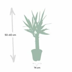 Yucca - H40cm, ø14cm - Plante D'intérieur 8 Yucca - H40cm, ø14cm - Plante D'intérieur -AONA Gardena Magasin dfb4e1d60cd870d4