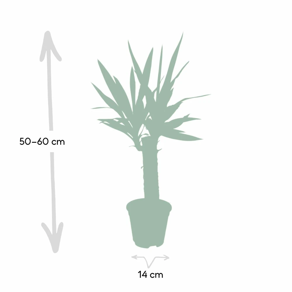 Yucca - H40cm, ø14cm - Plante D'intérieur 4 Yucca - H40cm, ø14cm - Plante D'intérieur – Image 4