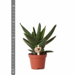 Aloe Brevifolia - H14cm, ø6cm - Plante D'intérieur Facile D'entretien -AONA Gardena Magasin e4866a2fa84e2daf