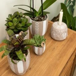 Echeveria Miranda - H13cm, ø9cm - Plante D'intérieur 7 Echeveria Miranda - H13cm, ø9cm - Plante D'intérieur -AONA Gardena Magasin e48b09644112b9bd