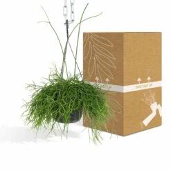 Rhipsalis Baccifera - H30cm, ø12cm - Plante D'intérieur Tombante -AONA Gardena Magasin e978edd2f51248df