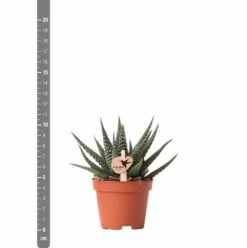 Haworthia - H11cm, ø6cm - Plante D'intérieur -AONA Gardena Magasin eb6d65895f5d6334