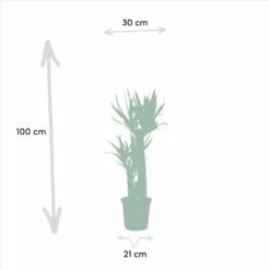 Yucca X3 - Grandes Plantes D'intérieur -AONA Gardena Magasin f0602f8bf1fb9d9b