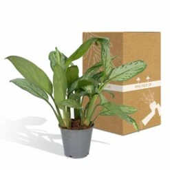 Aglaonema Christina - H30cm, ø12cm - Plante D'intérieur -AONA Gardena Magasin f0caf2476ad693a9