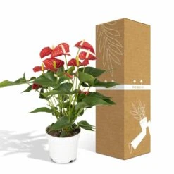 Anthurium Rouge - H55cm, ø17cm - Plante D'intérieur -AONA Gardena Magasin f142fbabc9731d72