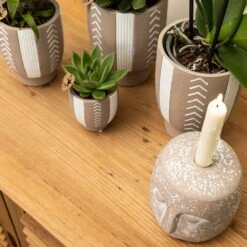 Echeveria Miranda - H13cm, ø9cm - Plante D'intérieur 8 Echeveria Miranda - H13cm, ø9cm - Plante D'intérieur -AONA Gardena Magasin f209523da1b249a5