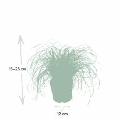 Herbe à Chat - H20cm, ø12cm - Plante D'intérieur -AONA Gardena Magasin f3d68845697a0a0e