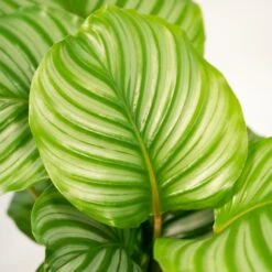Calathea Makoyana, Calathea Orbifolia, Duo De Plantes - Plantes D'intérieur -AONA Gardena Magasin f407112b06a3cba6