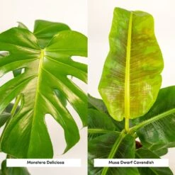 Monstera Deliciosa, Bananier Musa Et Leurs Paniers Noirs, Duo De Plantes - Grandes Plantes D'intérieur -AONA Gardena Magasin f5aec7c58eb1f2d0
