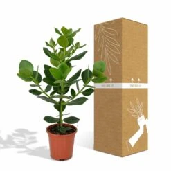 Clusia Princess - H60cm, ø12cm - Plante D'intérieur -AONA Gardena Magasin f9890d4a2570b058