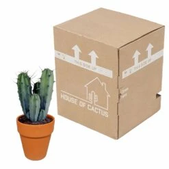 Myrtillocactus Et Son Cache-pot En Terracotta - H40cm, ø17cm - Plante D'intérieur -AONA Gardena Magasin f9dc4db908057f89