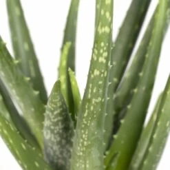 Aloe Vera - H30cm, ø12cm - Plante D'intérieur Succulente -AONA Gardena Magasin fa69020b35583d86