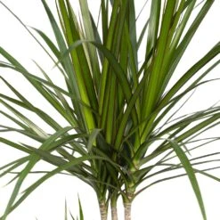 Dracaena Marginata - H70cm, ø17cm - Grande Plante D'intérieur -AONA Gardena Magasin ff91d63cf255b5d5