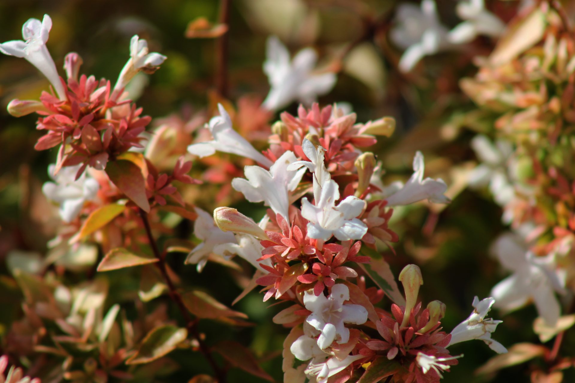 AONA Gardena Magasin -AONA Gardena Magasin Abelia grandiflora